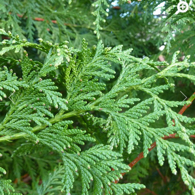 Thuja plicata - Shoot
