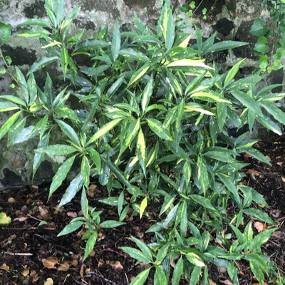 Aucuba japonica 'Sulphurea Marginata' - Shoot