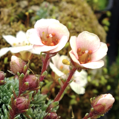 Saxifraga 'Penelope' (x boydilacina) - Shoot