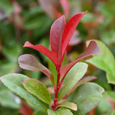 Photinia x fraseri 'Red Robin Compacta'