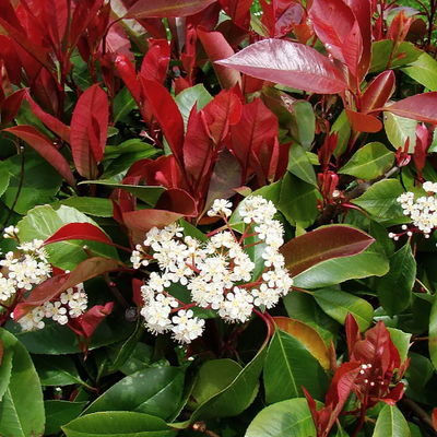 Photinia x fraseri 'Robusta Compacta'