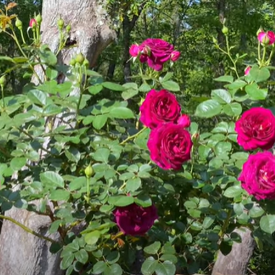 Rosa 'Twilight Zone' - Shoot