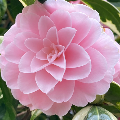 Camellia japonica 'Kerguelen' - Shoot