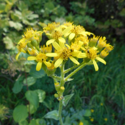 Senecio doria