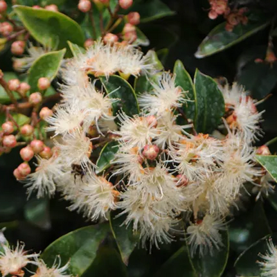 Syzygium australe 'Aussie Boomer'