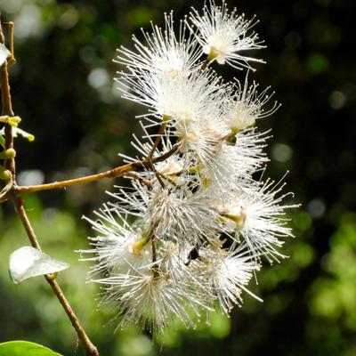 Syzygium oleosum