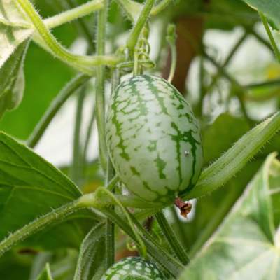 Melothria scabra