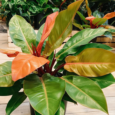 black philodendron cardinal Philodendron Black Cardinal Variegated – Rare Big Plant – FloristaPearl  Garden main image 0