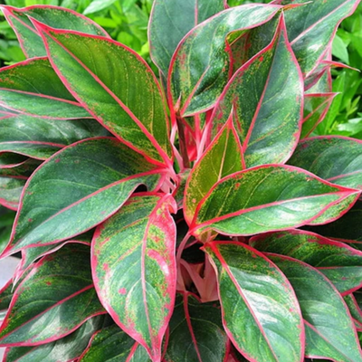 dracaena plants for sale Dracaena Mass Cane Corn Plant Massangeana