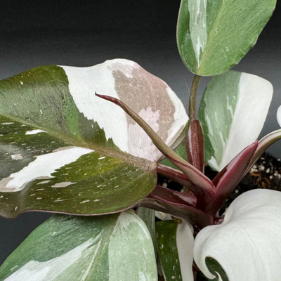 marble queen pothos light Pothos 'Marble Queen' 6