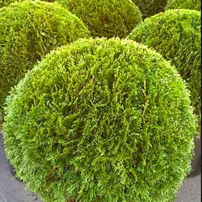 Thuja occidentalis 'Smaragd' - Shoot