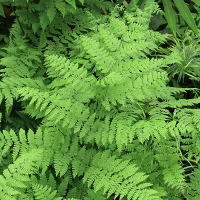 Dennstaedtia davallioides