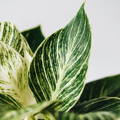 Philodendron esmeraldense - Shoot
