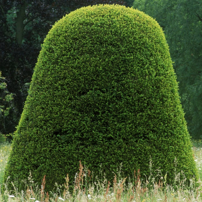 Taxus x media 'Hicksii' - Shoot