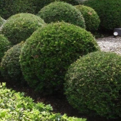 Taxus baccata (any shaped or topiary form) - Shoot