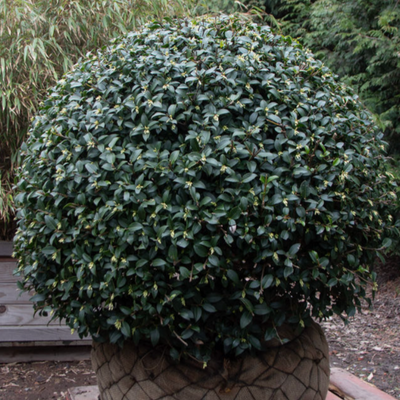 Osmanthus x burkwoodii (any ball shape, up to 60cm / 24in)