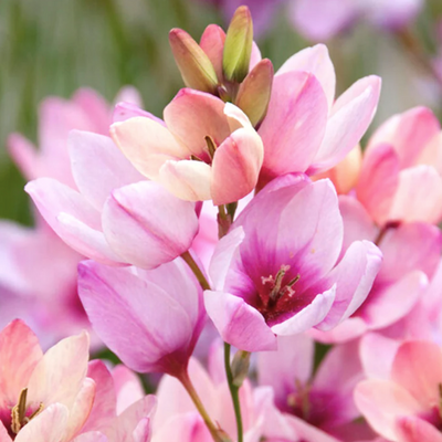 Ixia viridiflora - Shoot