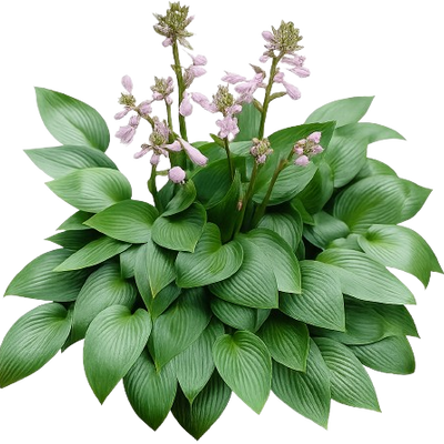 Hosta 'Devon Green' - Shoot