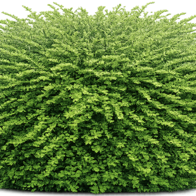 ferm living plant box schwarz Ferm Living - Plant Box - Planter Ferm Living Furniture
