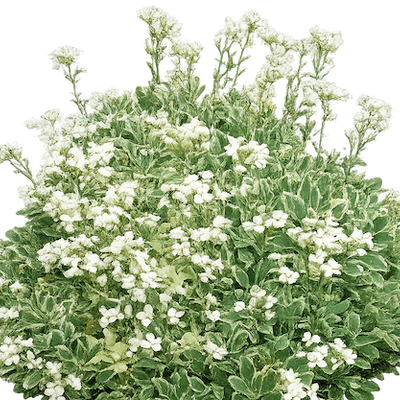 Arabis procurrens 'Variegata' - Shoot