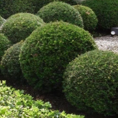 Taxus baccata (any shaped or topiary form) - Shoot