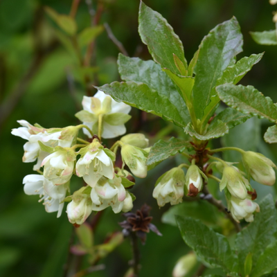 Deadhead rhododendrons/azaleas (optional) - Shoot