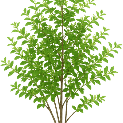 Lonicera ligustrina var. yunnanensis 'Green Breeze' (Garden Clouds Series)  - Shoot