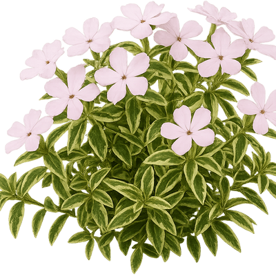 Phlox x procumbens 'Variegata' - Shoot