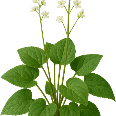 Beesia deltophylla - Shoot