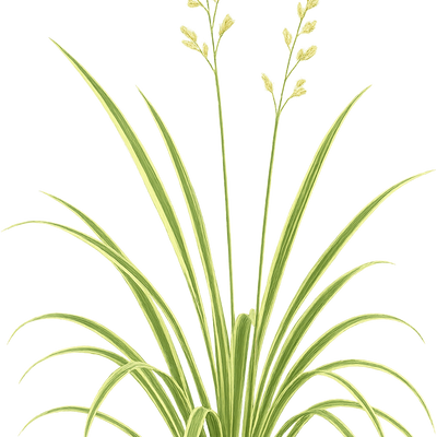 Melica uniflora 'Variegata' - Shoot