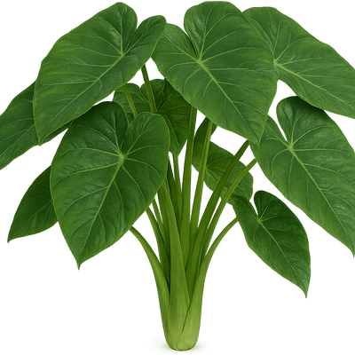 care for pothos pearls and jade Pothos Pearls & Jade  In Succulent Love