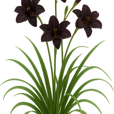 Hemerocallis 'Black Plush' - Shoot