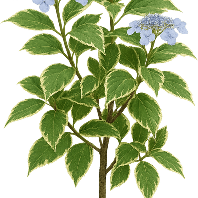 Hydrangea macrophylla 'Mariesii Variegata' - Shoot