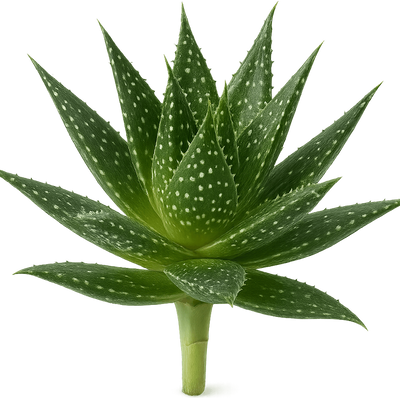 Aloe aristata - Shoot