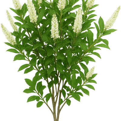 Clethra alnifolia 'Sixteen Candles' - Shoot