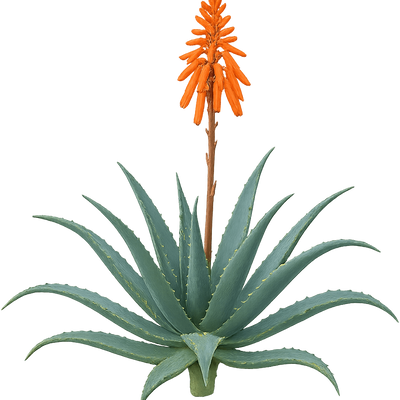 Aloe squarrosa - Shoot