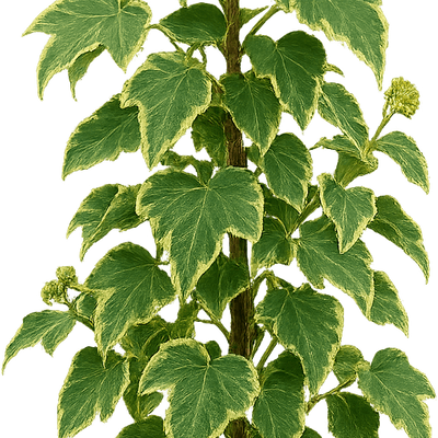 kentiapalme kaufen Kentia Palme 180 cm kaufen – Große tropische Zimmerpflanze – PlantmyHome main image 1