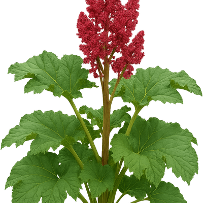 Rheum palmatum 'Hadspen Crimson' - Shoot