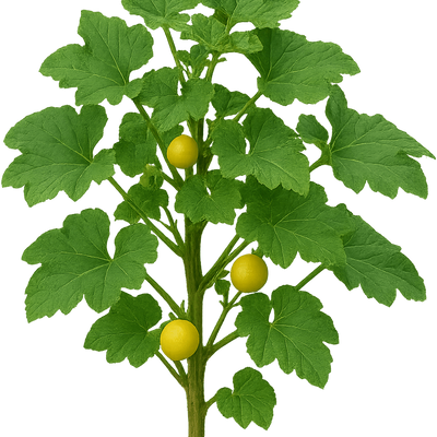 Cucurbita pepo 'Bush Baby' - Shoot