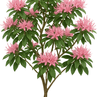 Rhododendron 'Pink Spider' - Shoot