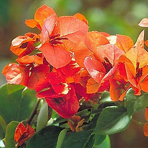 Previous Next 1 of 3