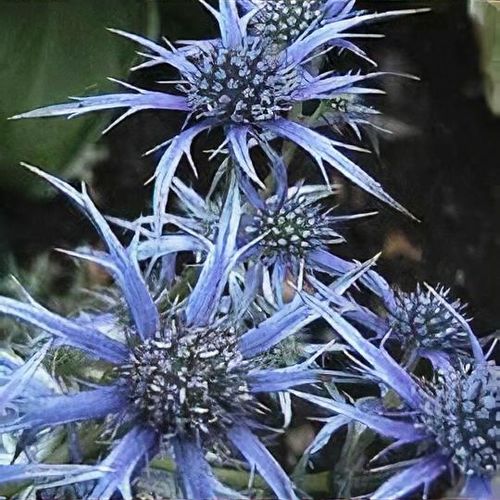 Previous Next 1 of 4