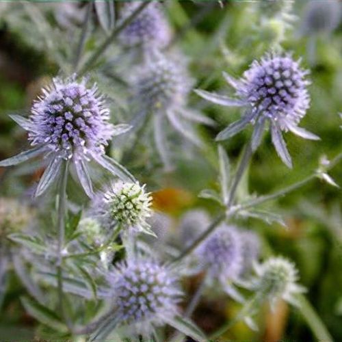 Previous Next 1 of 3