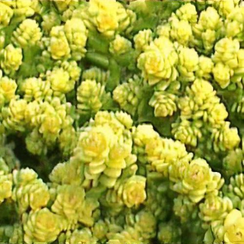 Previous Next 1 of 2