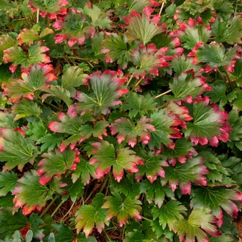 Previous Next 1 of 2