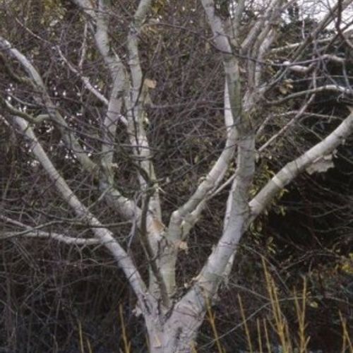 Previous Next 1 of 4