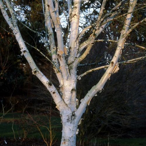 Previous Next 1 of 4