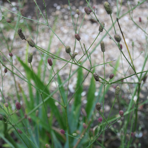 Previous Next 1 of 5