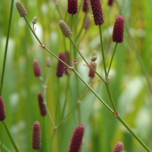 Previous Next 1 of 5