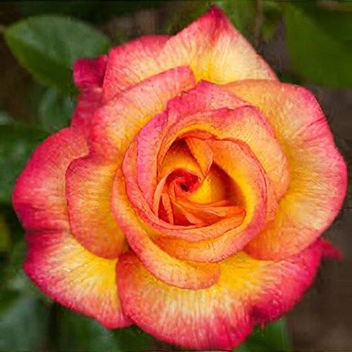 Previous Next 1 of 2